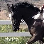 Amy Rauch - @horse_humor_saddle_to_ground - Instagram