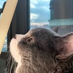 ~ 🐈 y - @amyrichjojo - Instagram