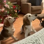 Amy Rickert - @snoopandmouse - Instagram
