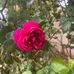 Ami Robi - Facebook