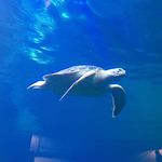 Amy Lindholm Roehl - @aroehl729 - Instagram