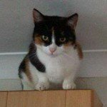 Amy Rowlands - @amy.rowlands.56 - Instagram
