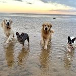 Amy Rowlands - @the_pawsum_foursum - Instagram