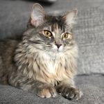 Amy Ruggles Brown - @crazydaizybuttons - Instagram