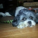 Amy Ryals Steuer - @pawleysisl - Instagram