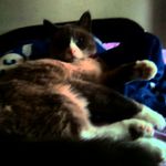 Amy lynn schaffer - @amyschaffer011 - Instagram