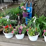 Amy Wiruth Schaffer - @amyalka88 - Instagram