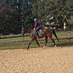 Amy Schultz - @disabled_equestrian - Instagram