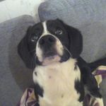 amy seifert - @belinda_hund - Instagram