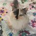 Amy’s Pet Sitting Service - Facebook