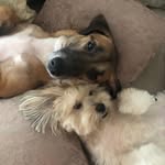 Amy 🐶🎀 e Sheldon 🐕🧢 - @amy_sheldon_adotados - Instagram