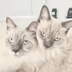 Amy & Sheldon 🐾 - @amy.e.sheldon - Instagram
