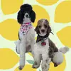 Sheldon & Amy - @sheldon.and.amy.pooperr - TikTok