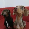 Sheldon & Amy🤗 - @sheldon.amy3 - TikTok