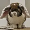Sheldon&Amy🐇🐰 - @sheldon_et_amy - TikTok