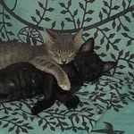 🐱Sheldon&Amy🐱 - @amysheldon.cats - Instagram