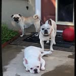 Amy C Soares - @petunia_peanut_pennie_speedy - Instagram