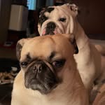 Amy Soares - @penniepoo_thepug - Instagram