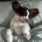 Amy Larkin 🐶 - @amy.springer.2023 - Instagram