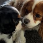 Amy Starrett - @hazelandstanley_stories - Instagram