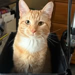 Amy Stiles - @amyrenee0602 - Instagram