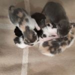 Amy Tatum - @vixens_foxycats - Instagram