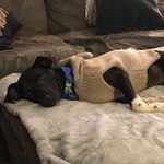 Amy Templeton Mishler - @giveajakeabone - Instagram
