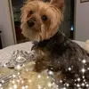 amytempleton8813 - @amytempleton8813 - TikTok