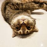 Amy Teo - @amythecatto - Instagram