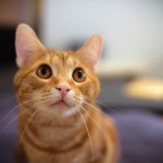 Amy Thibeault - @hey_amy72 - Instagram