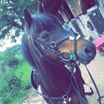 Amy Thorne - @equinephotography31 - Instagram