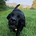 Amy Tully - @whereiswatson4 - Instagram
