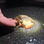 Amy Unger - @zacorra - Instagram