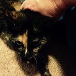 Amy Walkenhorst - @awalk4u - Instagram
