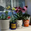 Amygrows - @amywarner12 - TikTok