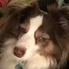 Amy Kohlhoff Wescott - @badwolf1487 - TikTok