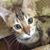 amy_wingate - @theatercat - TikTok
