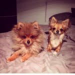 Amy & Winnie - @pom_chi_ - Instagram