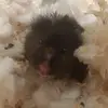 Amy Winterburn896 - @myhamsterlife0 - TikTok