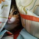 Amy Wirick - @curby66 - Instagram