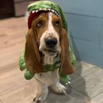 Amy Wolfe - @waltersuethebassett - Instagram