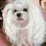 Amy_lovepet - @amy_xin_ - Instagram