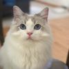 Amy Xing - @amy_tells_stories - TikTok