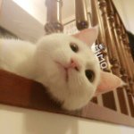 @amyxing - Instagram