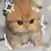 AMY XUÂN - @amy.xun5 - TikTok