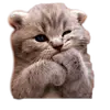 lucky cat - @amyxuanmao - TikTok