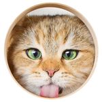 Amy & Yago 🌙 golden tabby Cats - @amy._.yago - Instagram