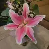 Amy Yeager - @amy.yeager5 - TikTok