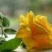 Amy Yon - Facebook