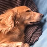 amyyoungs - @amyyoungs147 - Instagram
